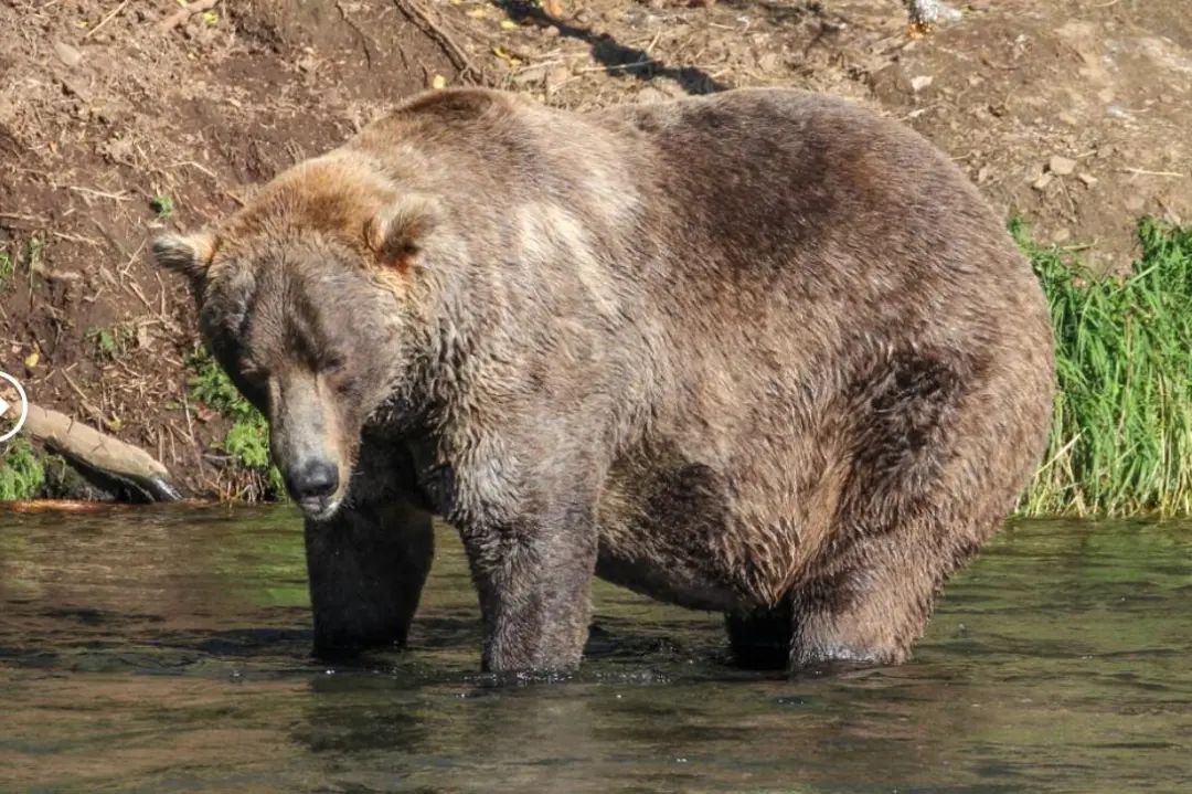 7月的我是这样的丨katmai national park & preserve谢谢灯光师打光!