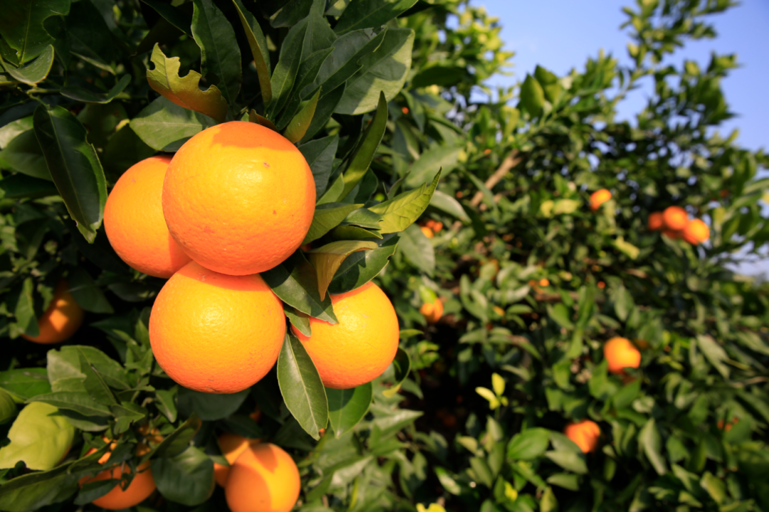 奉节脐橙&nbsp;图:奉节微发布