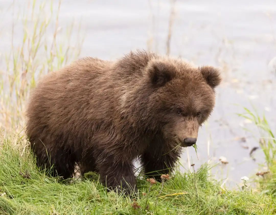 实力“熊厚”！635公斤胖熊成为年度最胖熊，也是世界最胖熊之一 - 知乎