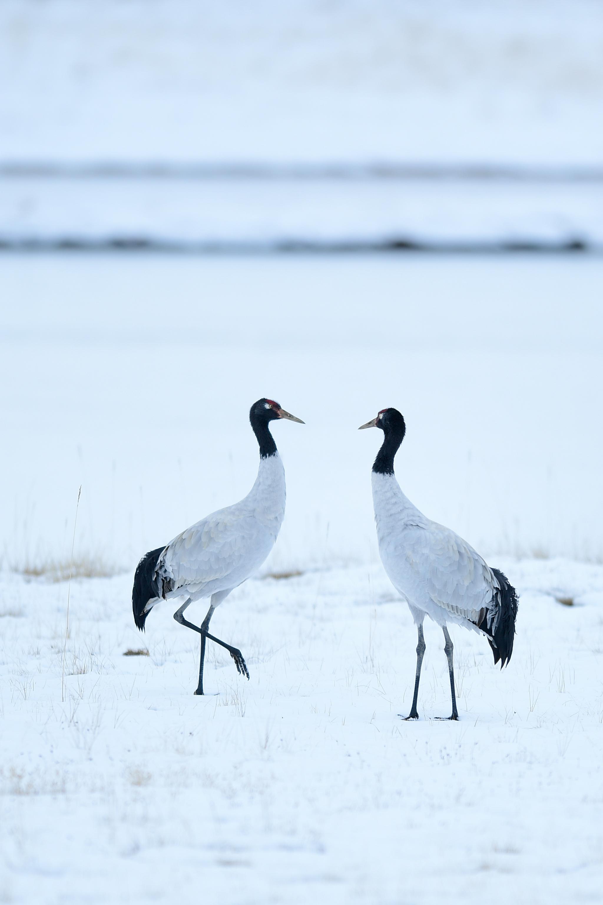 鹤舞黄河源|黄河源|青海省|果洛藏族自治州_新浪新闻