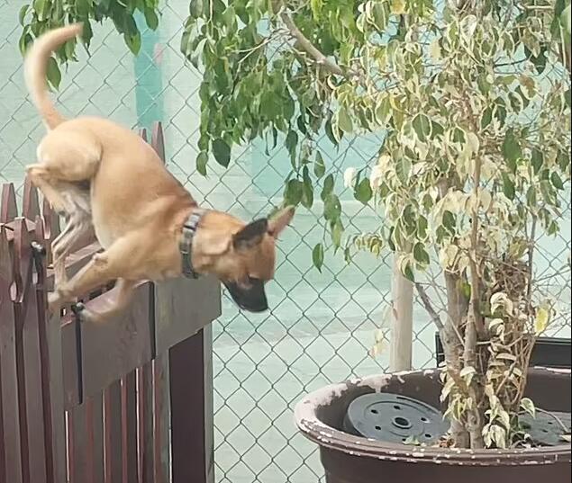 美国一只狗偷溜回院子时被主人发现 自己主动关进笼子里“思过”休闲区蓝鸢梦想 - Www.slyday.coM