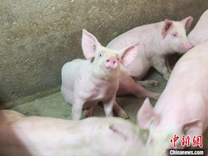 吉林省从海外引进的种猪。(资料图) 长春海关供图