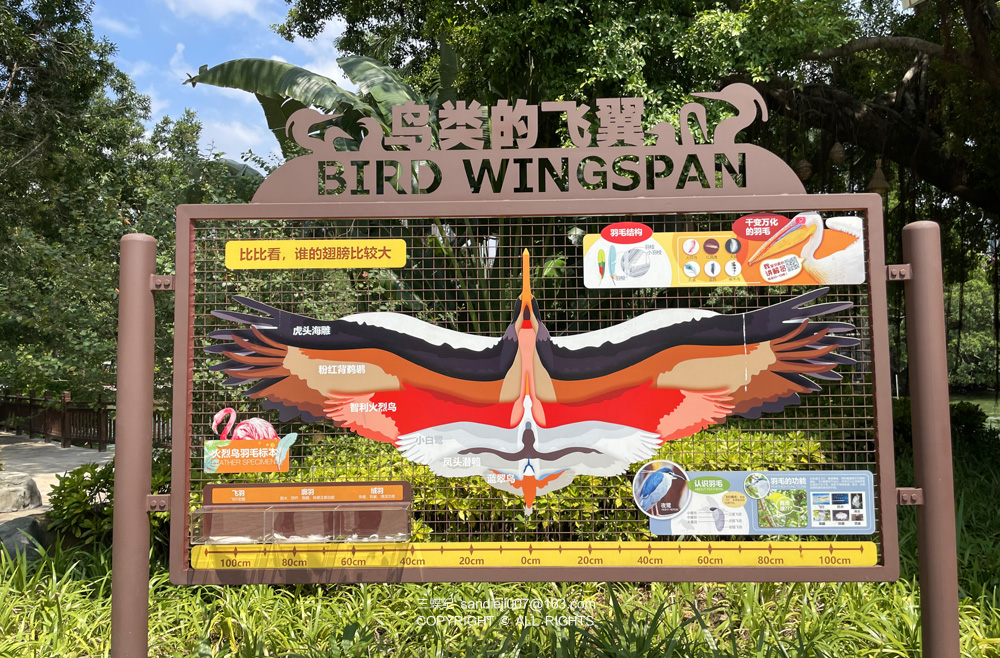 广州动物园的鸟类飞翼科普展示
