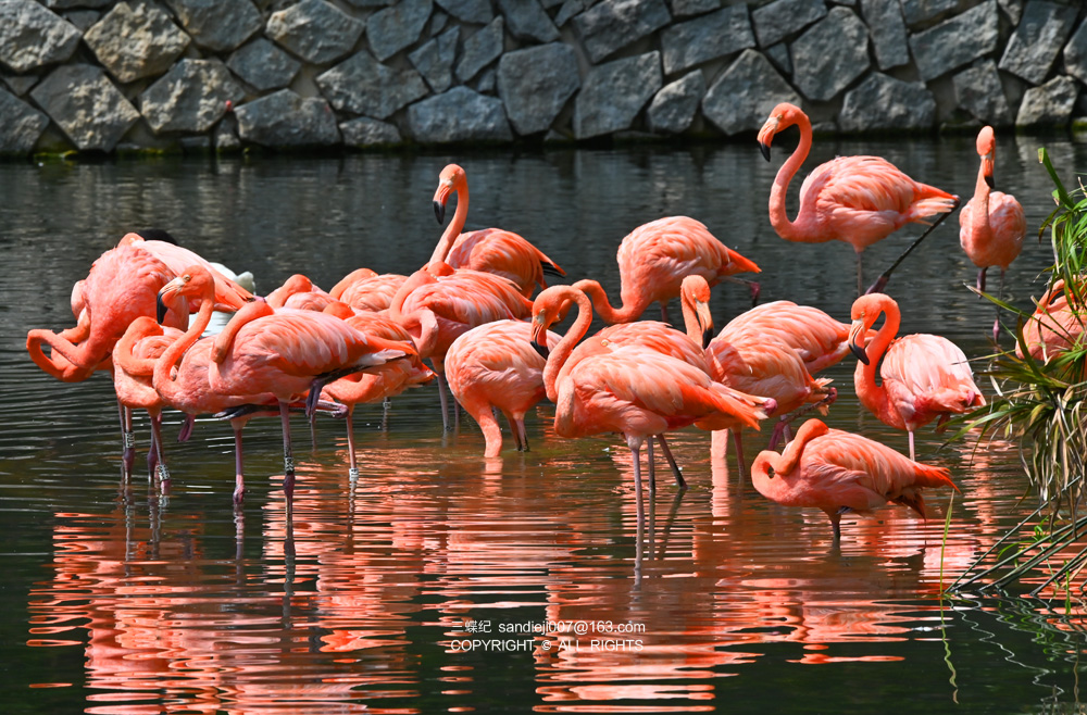 火烈鸟的声音 新浪网