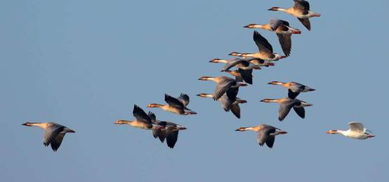 大雁落难辽宁精疲力尽在高速上贴地飞行是掉队了吗