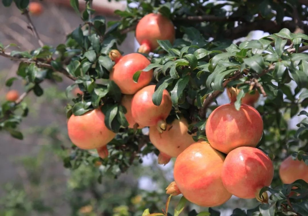 安徽怀远石榴又大又甜你吃过吗