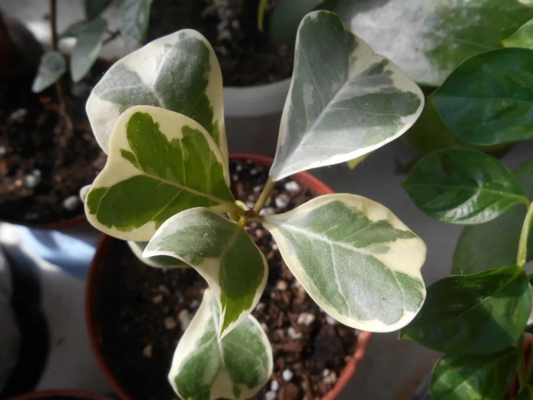 叶子斑斓靓丽的花叶三角榕,适合养成室内盆栽,注意多给阳光|花叶|盆栽