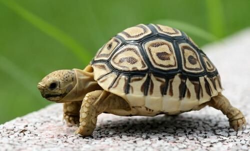 乌龟异常烦躁的原因?家养乌龟眼睛睁不开怎么办休闲区蓝鸢梦想 - Www.slyday.coM 乌龟异常烦躁的原因?家养乌龟眼睛睁不开怎么办休闲区蓝鸢梦想 - Www.slyday.coM