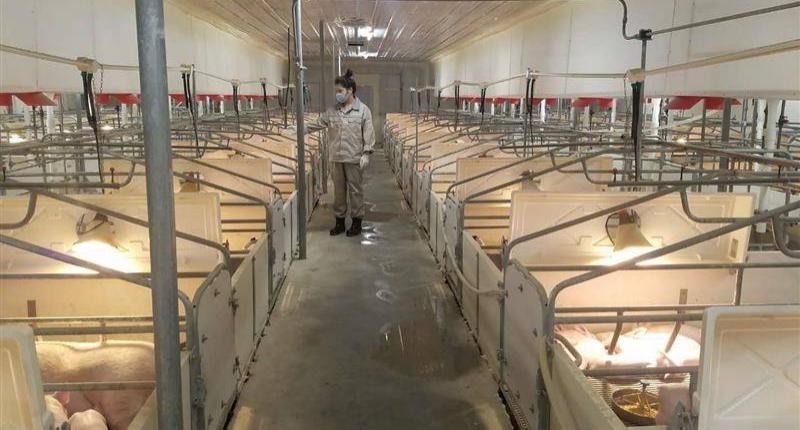 规模比美国大10倍？中国打造全球最大养猪场，一年稳赚几十亿__财经头条