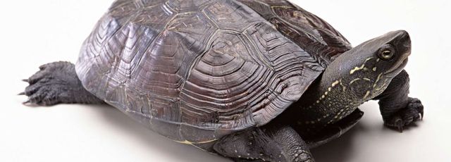 乌龟异常烦躁的原因?家养乌龟眼睛睁不开怎么办休闲区蓝鸢梦想 - Www.slyday.coM 乌龟异常烦躁的原因?家养乌龟眼睛睁不开怎么办休闲区蓝鸢梦想 - Www.slyday.coM