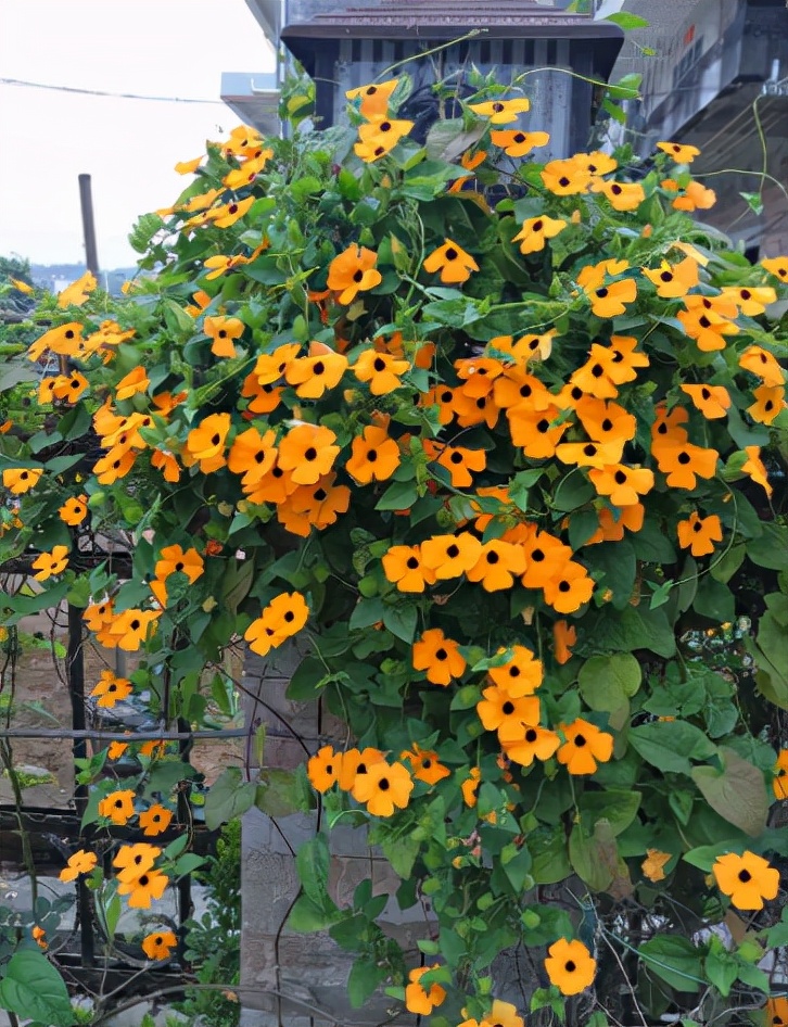 8种真正的"爬墙花",花期长花量大,打造花墙一年就能爬满|花墙|爬藤