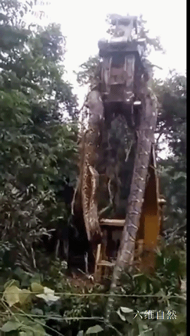 多米尼加丛林发现一条超大蟒蛇用挖掘机挑起蛇的头部不断扬起