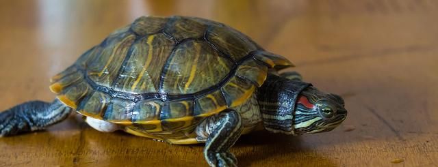 乌龟异常烦躁的原因?家养乌龟眼睛睁不开怎么办休闲区蓝鸢梦想 - Www.slyday.coM 乌龟异常烦躁的原因?家养乌龟眼睛睁不开怎么办休闲区蓝鸢梦想 - Www.slyday.coM