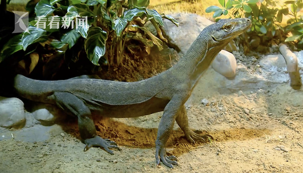 视频|世界最大巨蜥科摩多龙 首次落户上海动物园