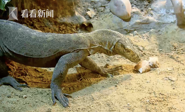 视频|世界最大巨蜥科摩多龙 首次落户上海动物园