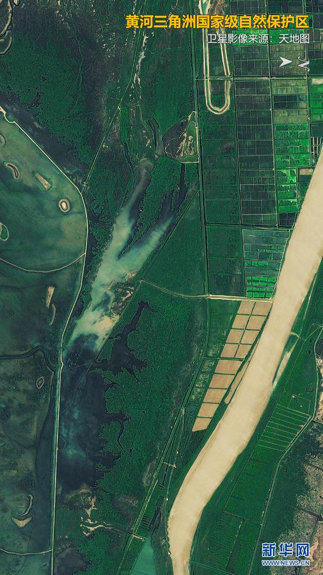 卫星视角下的黄河三角洲国家级自然保护区。卫星影像来源：天地图