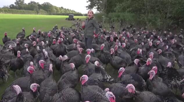 英国一记者采访时被火鸡啄屁股叫出声 火鸡群跟着发出“笑声”休闲区蓝鸢梦想 - Www.slyday.coM