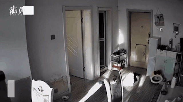 爆炸发生后，一居民的监控记录下一只猫被爆炸声吓到的反应（图源：澎湃新闻）