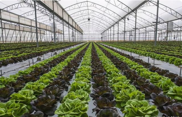 为何菜比肉还贵？近期蔬菜涨价背后的原因是什么？休闲区蓝鸢梦想 - Www.slyday.coM