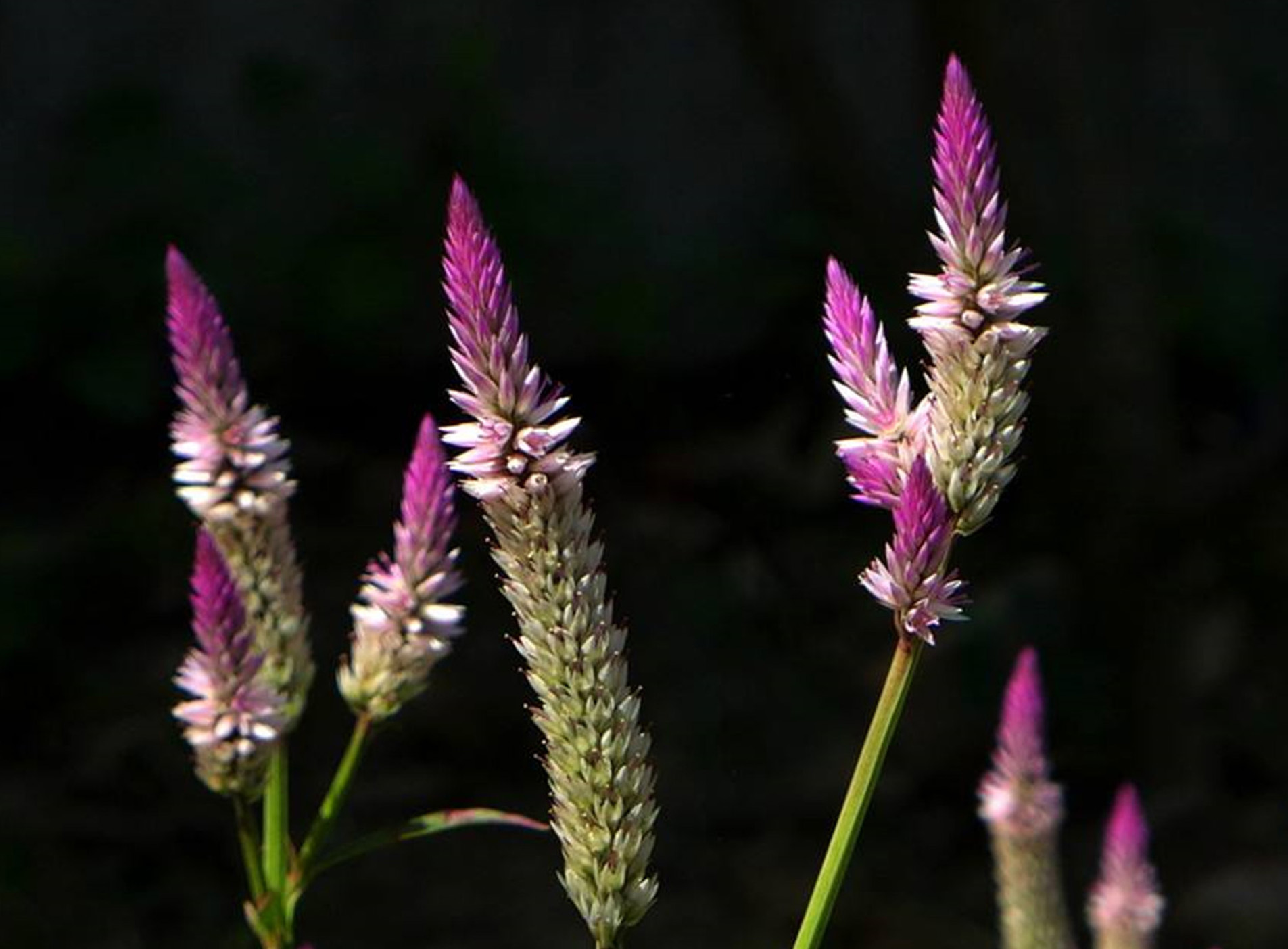 农村随处可见的青葙别名狼尾巴鸡冠苋果实青葙子是中药材