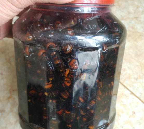 是因为马蜂窝里的东西具有药用价值,食用价值,例如用工蜂或蜂蛹泡酒