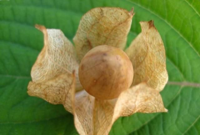 假酸浆又叫灯笼果曾是儿时的玩具能做凉粉全草价值珍贵