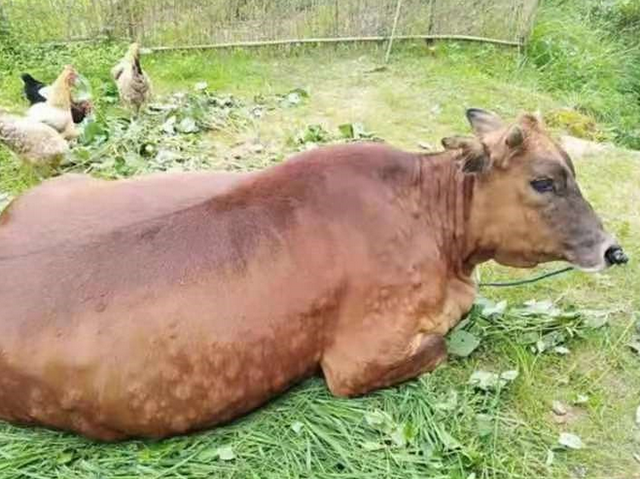 以上内容就是我们关于牛发烧并且身上长疙瘩的原因分析,如果我们遇到