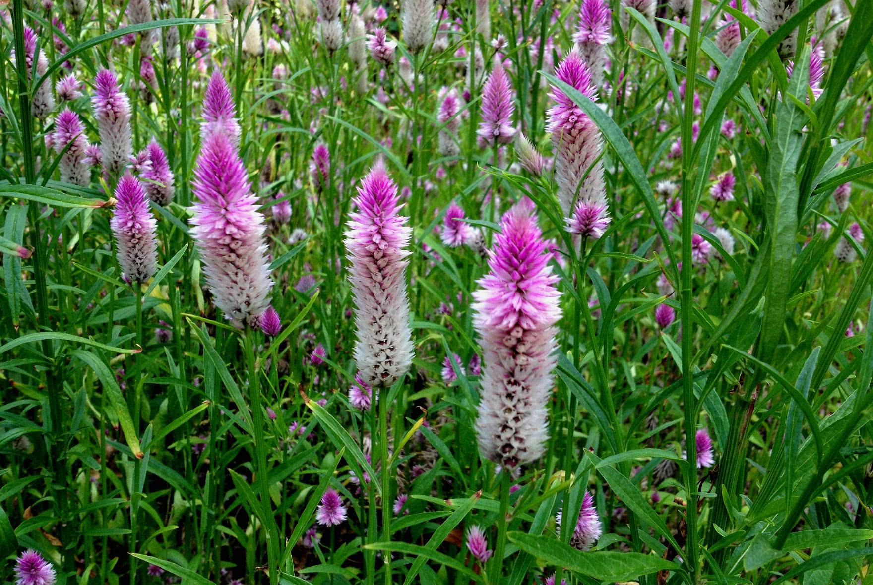 农村随处可见的青葙别名狼尾巴鸡冠苋果实青葙子是中药材