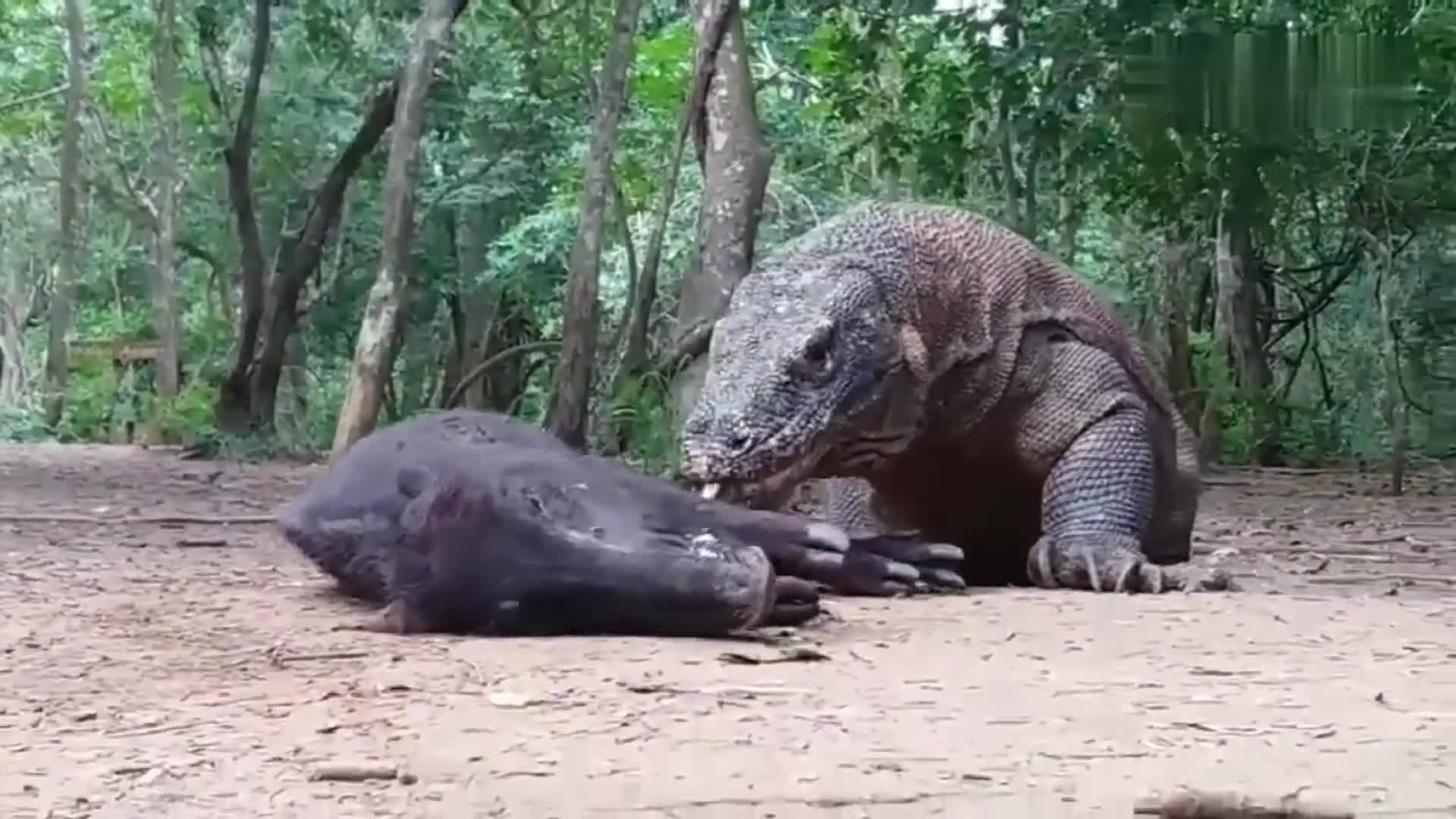 上海动物园引进科摩多巨蜥30公斤野猪17分钟吃完