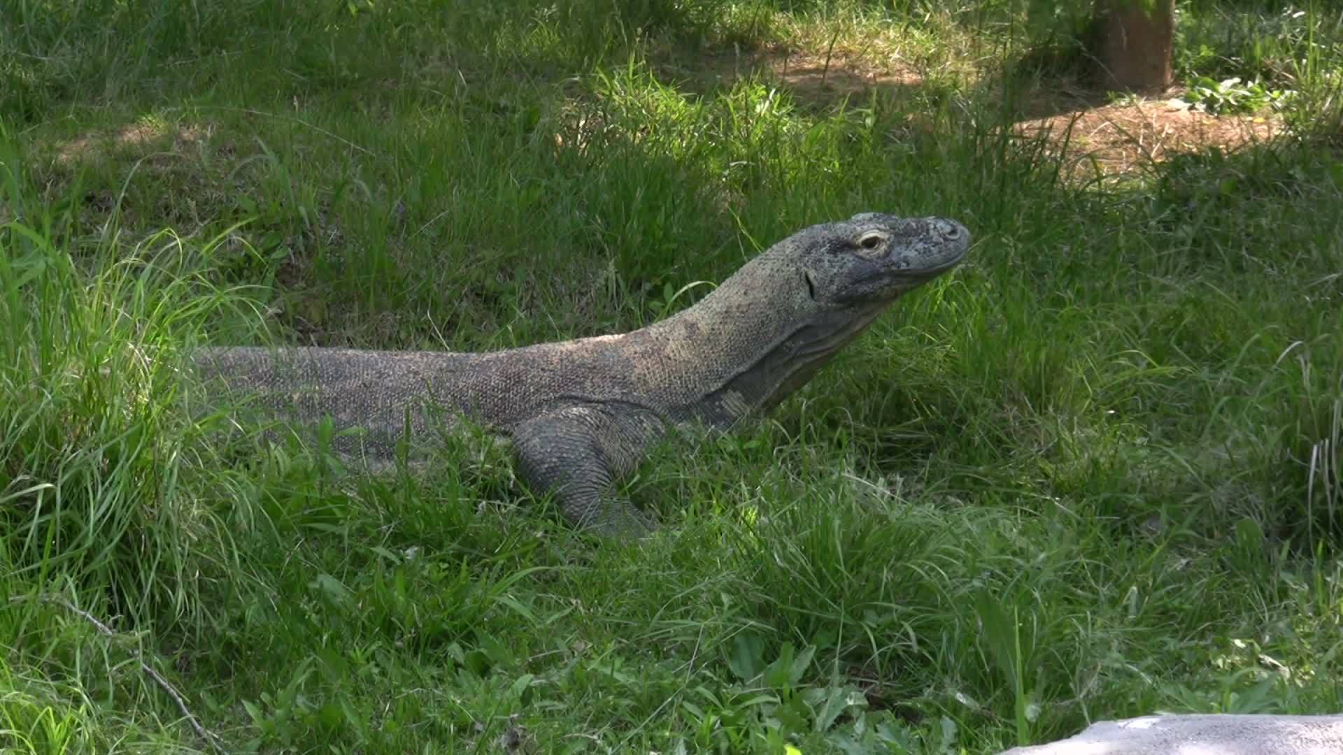 上海动物园引进科摩多巨蜥30公斤野猪17分钟吃完