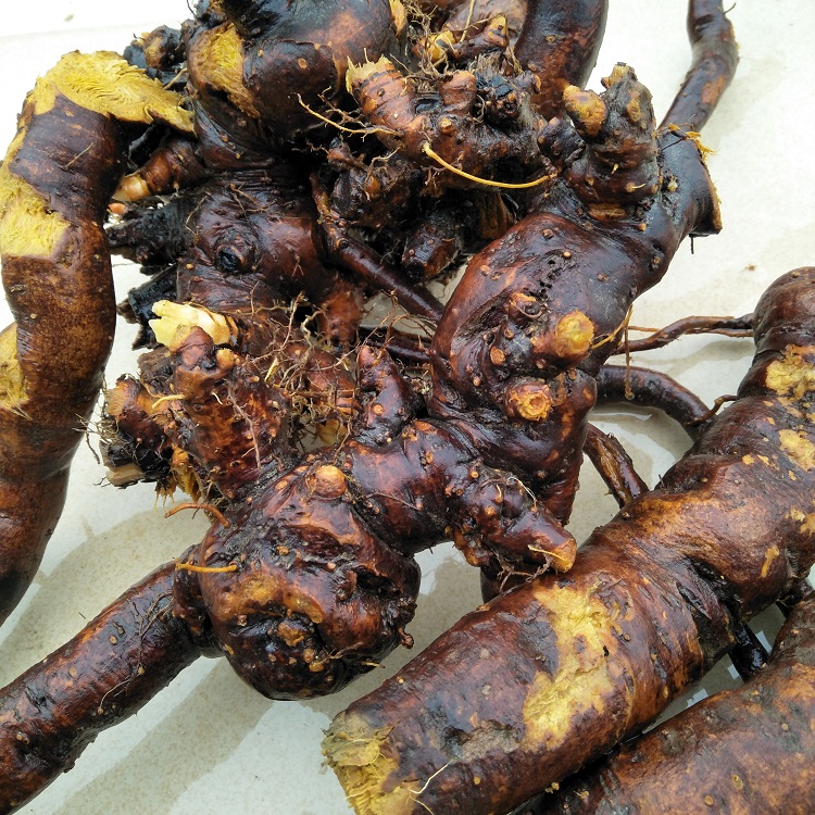 虎杖别名花斑竹,酸筒杆,酸汤梗,斑杖根,黄地榆等.