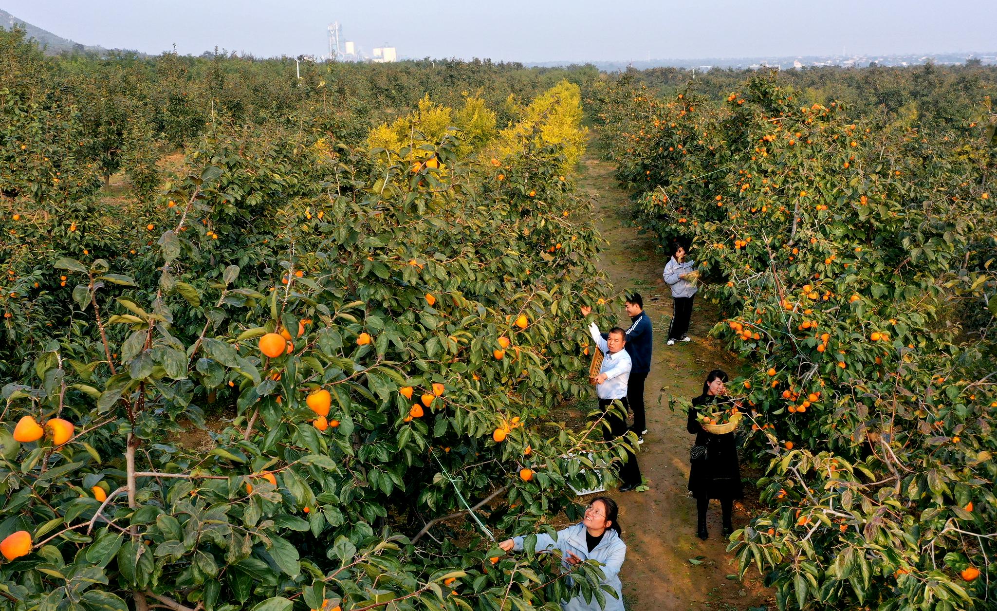 富平杮子熟了|富平|曹村镇|富平县_新浪新闻