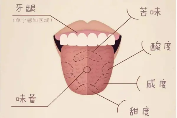但我认为,人类的舌头怎么可能把味道划分的这么清晰?