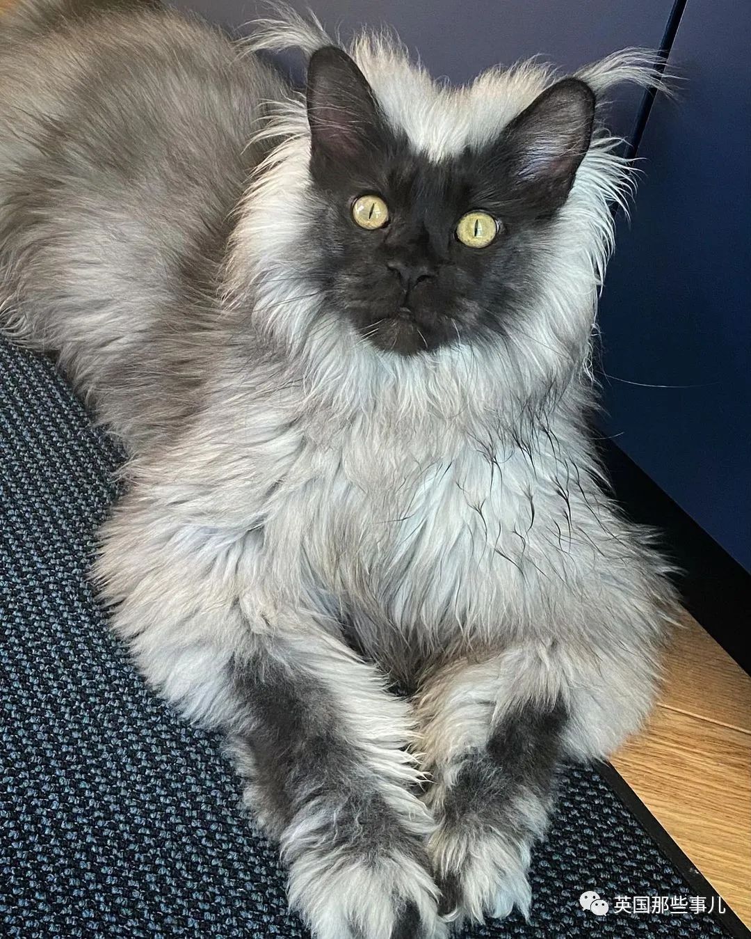 妹子养了只猴里猴气的缅因喵,这画风,太大佬了!|猴子|铲屎官_新浪新闻