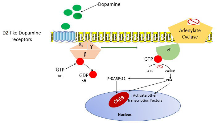 多巴胺d2样受体介导的信号转导机制示意图.