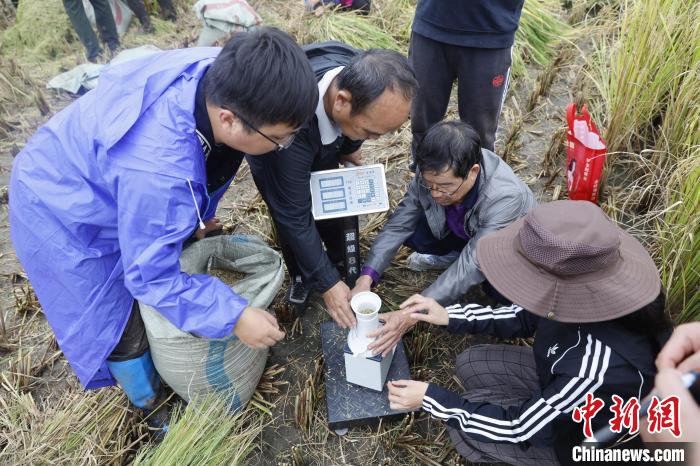 图为当地村民和工作人员在田间进行测产验收。李嘉娴 摄