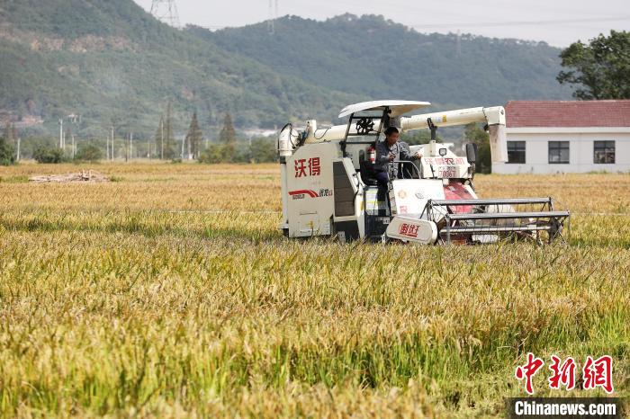 种植户开着收割机收割水稻 岑思懿供图