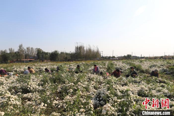 村民在平乡县里村七月菊种植基地内采摘七月菊。李冰冰 摄
