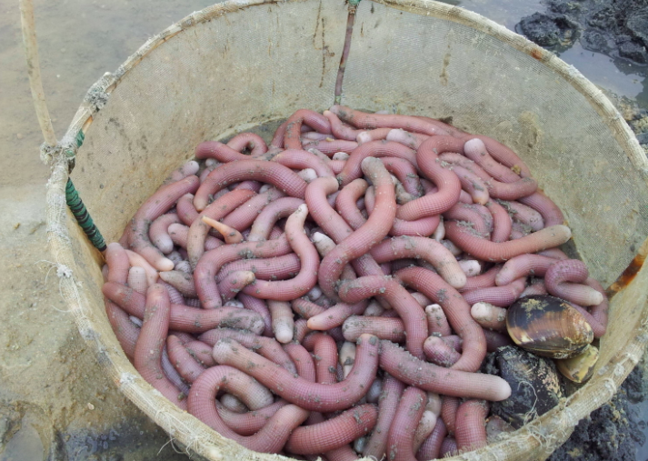 看完沙丘想养只沙虫当宠物