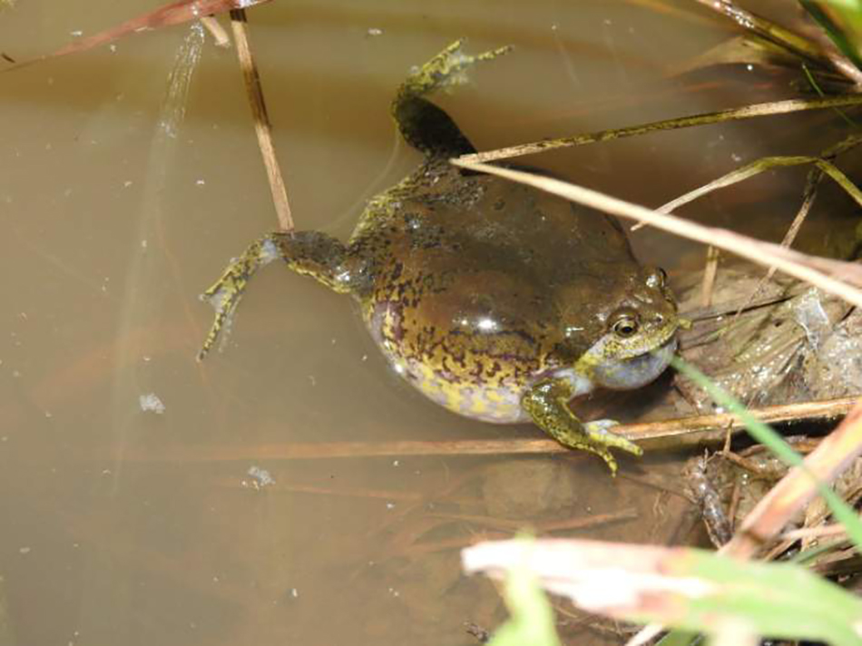 北方狭口蛙.网络图