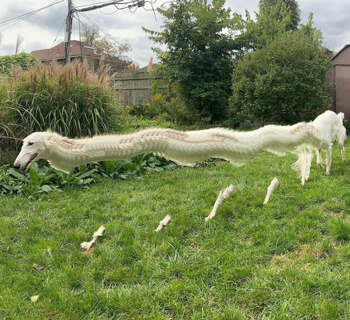 所以.这是狗头龙?还是白龙狗?