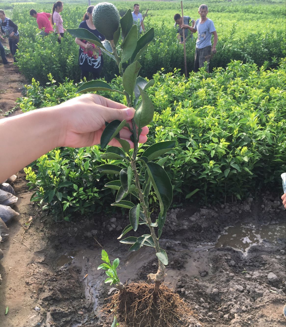 農村用枳圍菜園果農用枳嫁接果樹醫生用枳治病你家種有嗎