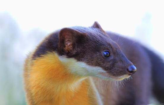 而且从黄喉貂的食谱里来看,黄喉貂的主要捕食对象中,很多也都是国家级