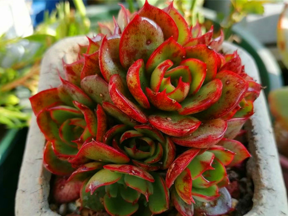 园艺新人小白可放心盆栽的多肉植物:红宝石,漂亮又好活|红宝石|根系