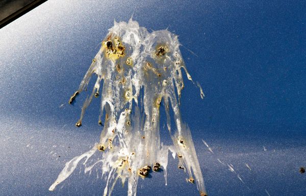 农村说"鸟屎拉身上,今年人要丧",真的会变的"丧"吗?