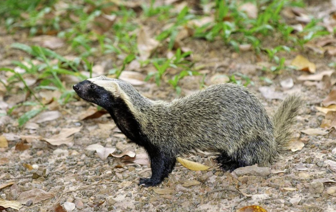 大连蛇岛约有2万条蛇放两只蜜獾多久能吃光这是一道数学题