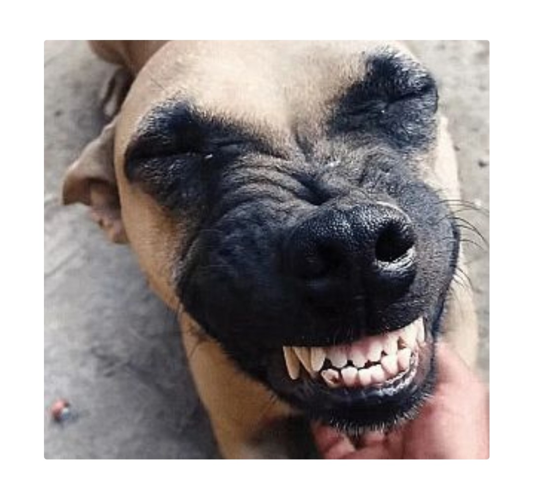 怎么说呢,变化确实不大,但是怎么看着它这个"表情"感觉充满了喜感?