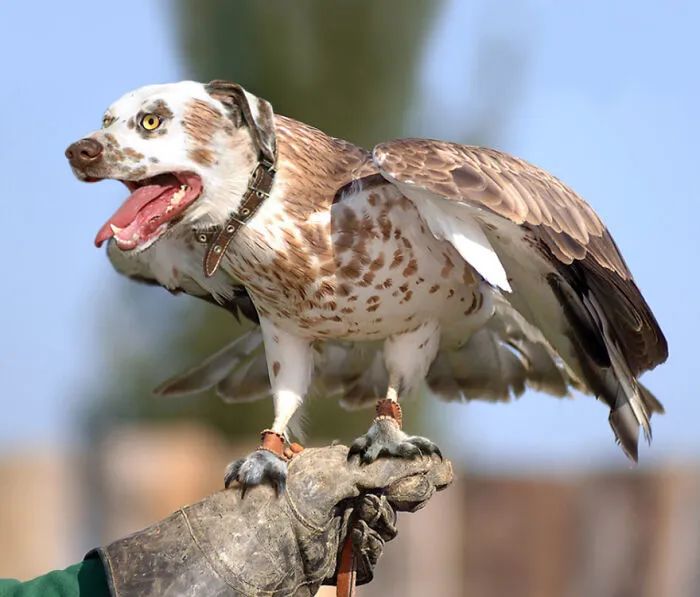 "杂交"动物p图大赛:有的让人感觉舒适,有的让人感到不适|组合|杂交