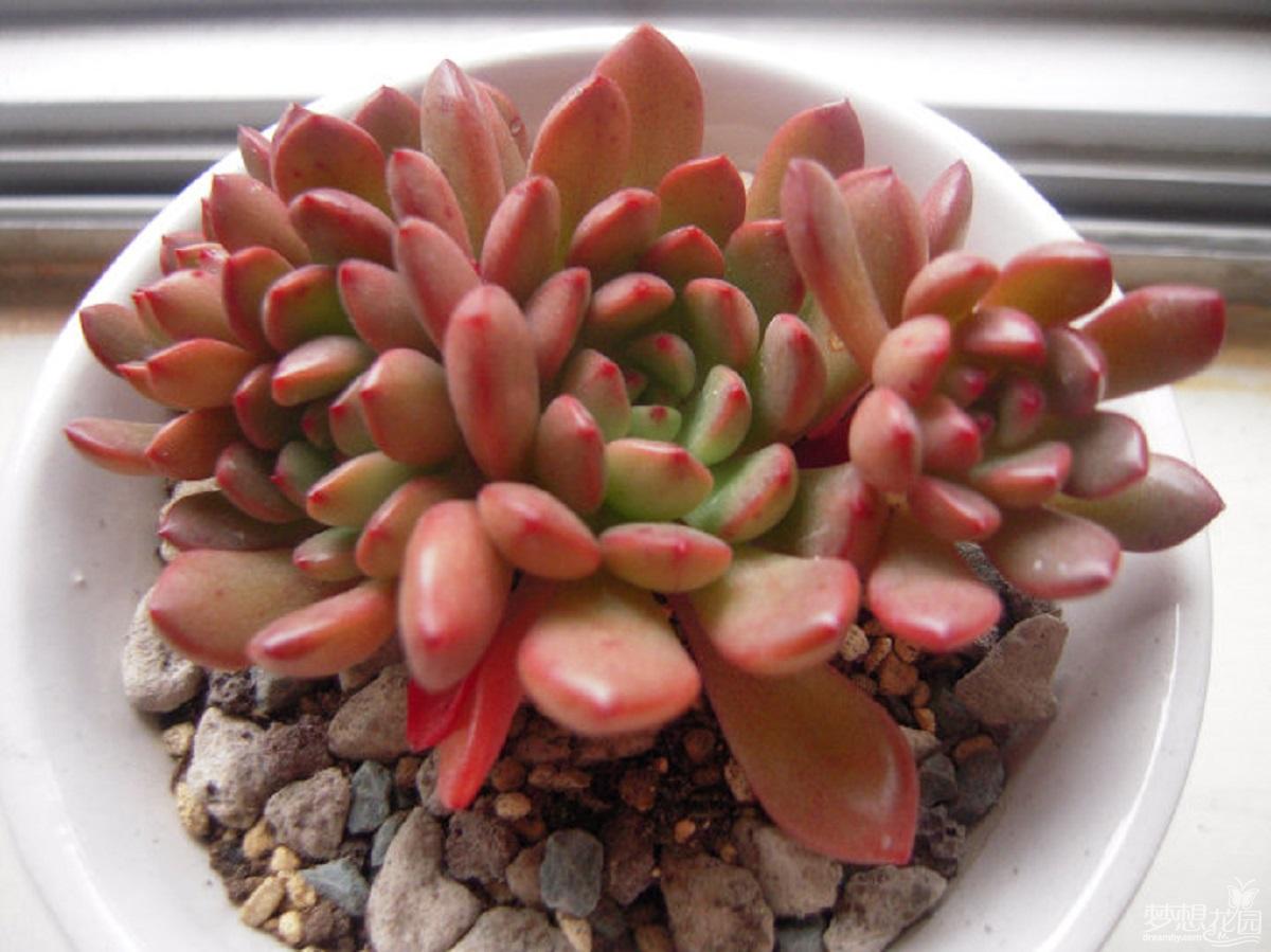 园艺新人小白可放心盆栽的多肉植物:红宝石,漂亮又好活|红宝石|根系