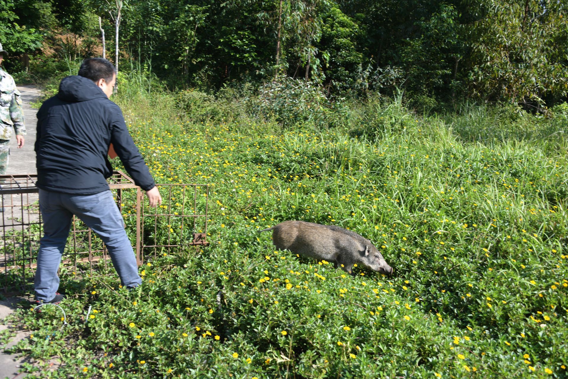 一头野猪清晨突然蹿入工厂众人相救放猪归山